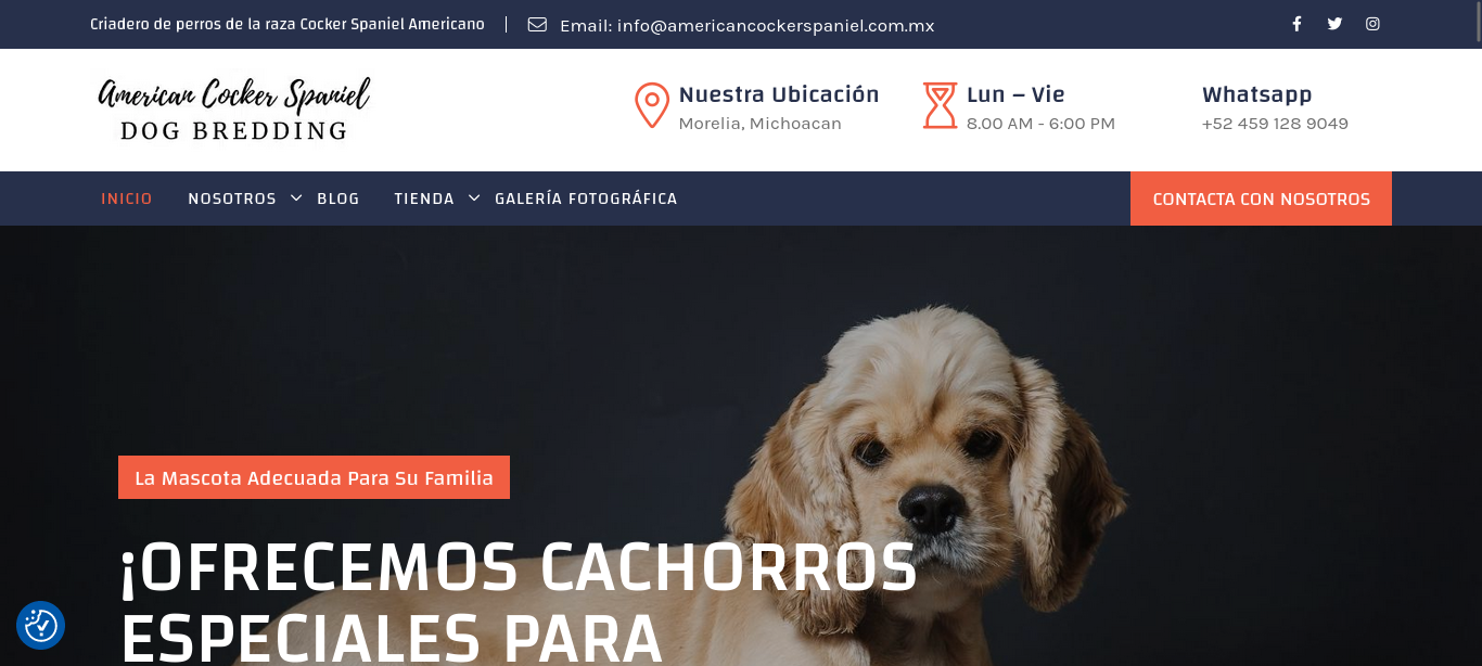 Criadero American Cocker Spaniel de Morelia Criadero American Cocker Spaniel de Morelia