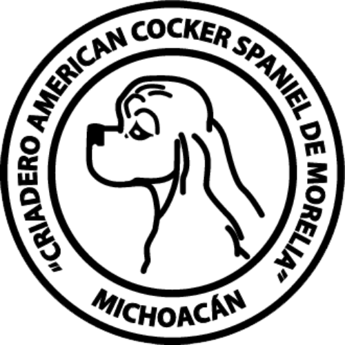 Criadero American Cocker Spaniel Americano de Morelia